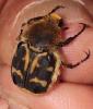 Trichius gallicus